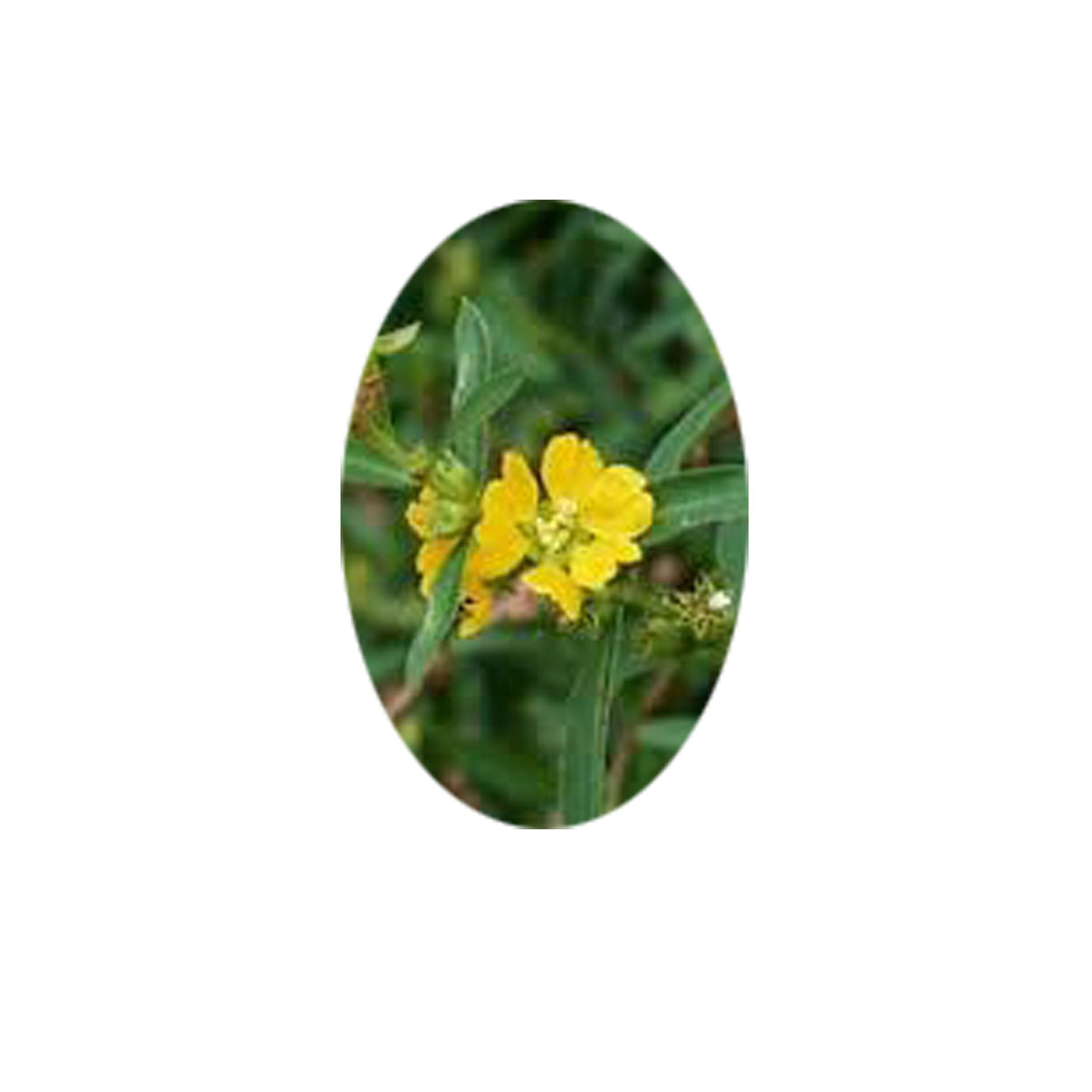 Flower Essence- Sun Opener