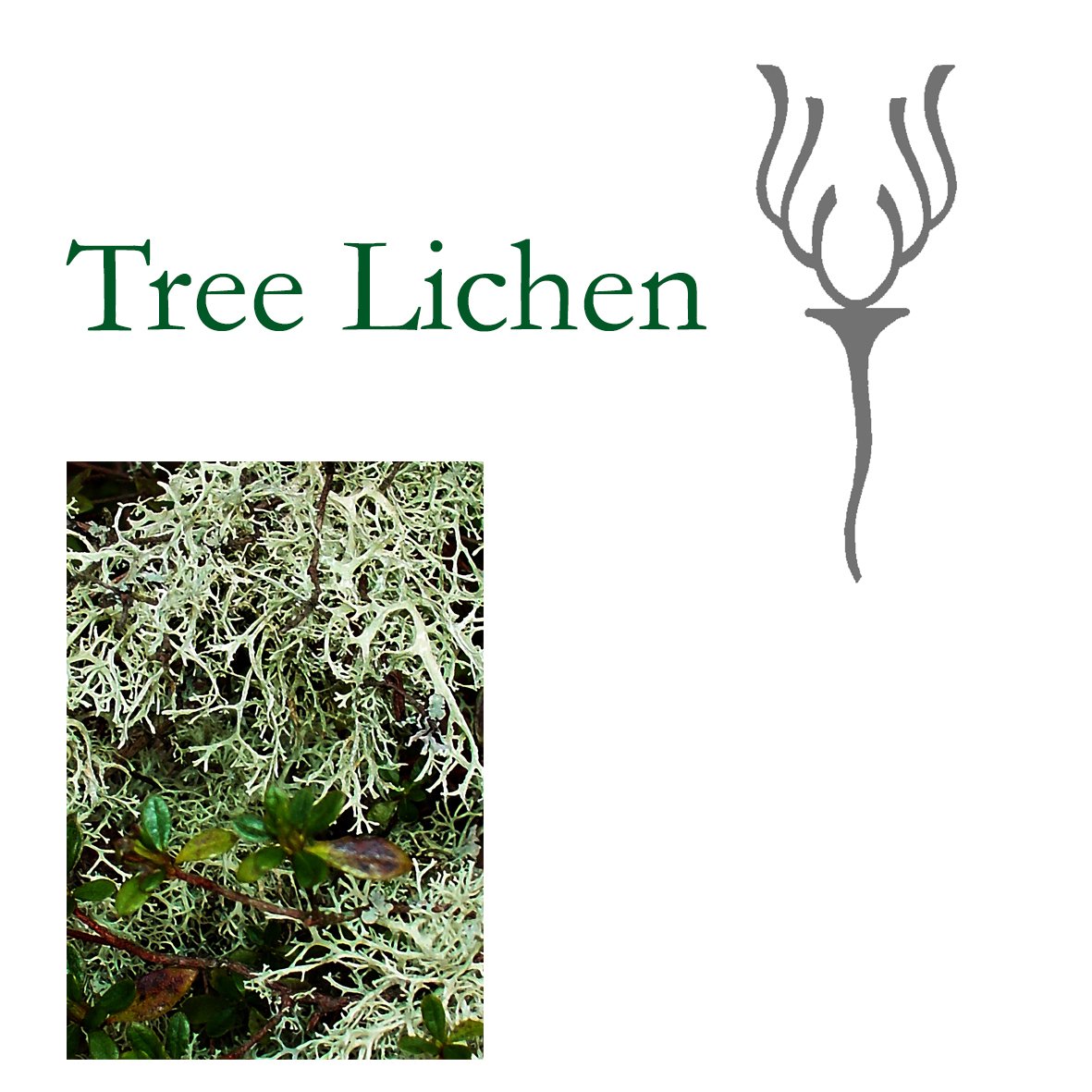 Tree Flower - Tree Lichen