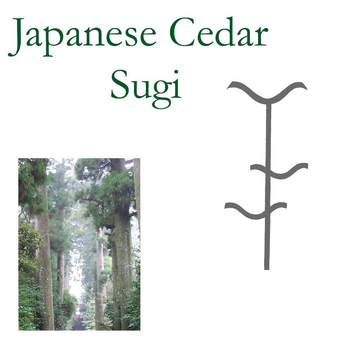 JapCedar.jpg