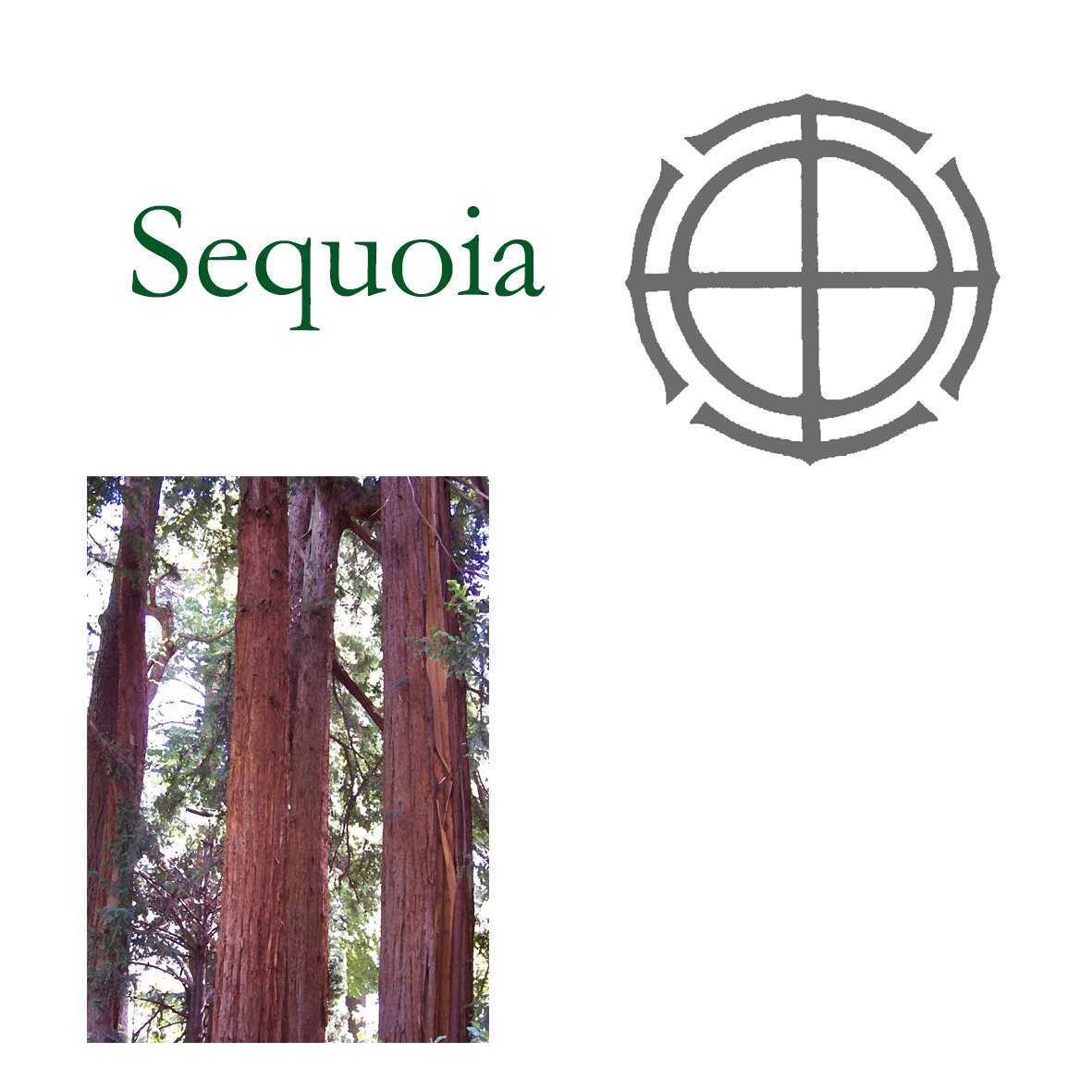 Tree Flower - Sequoia