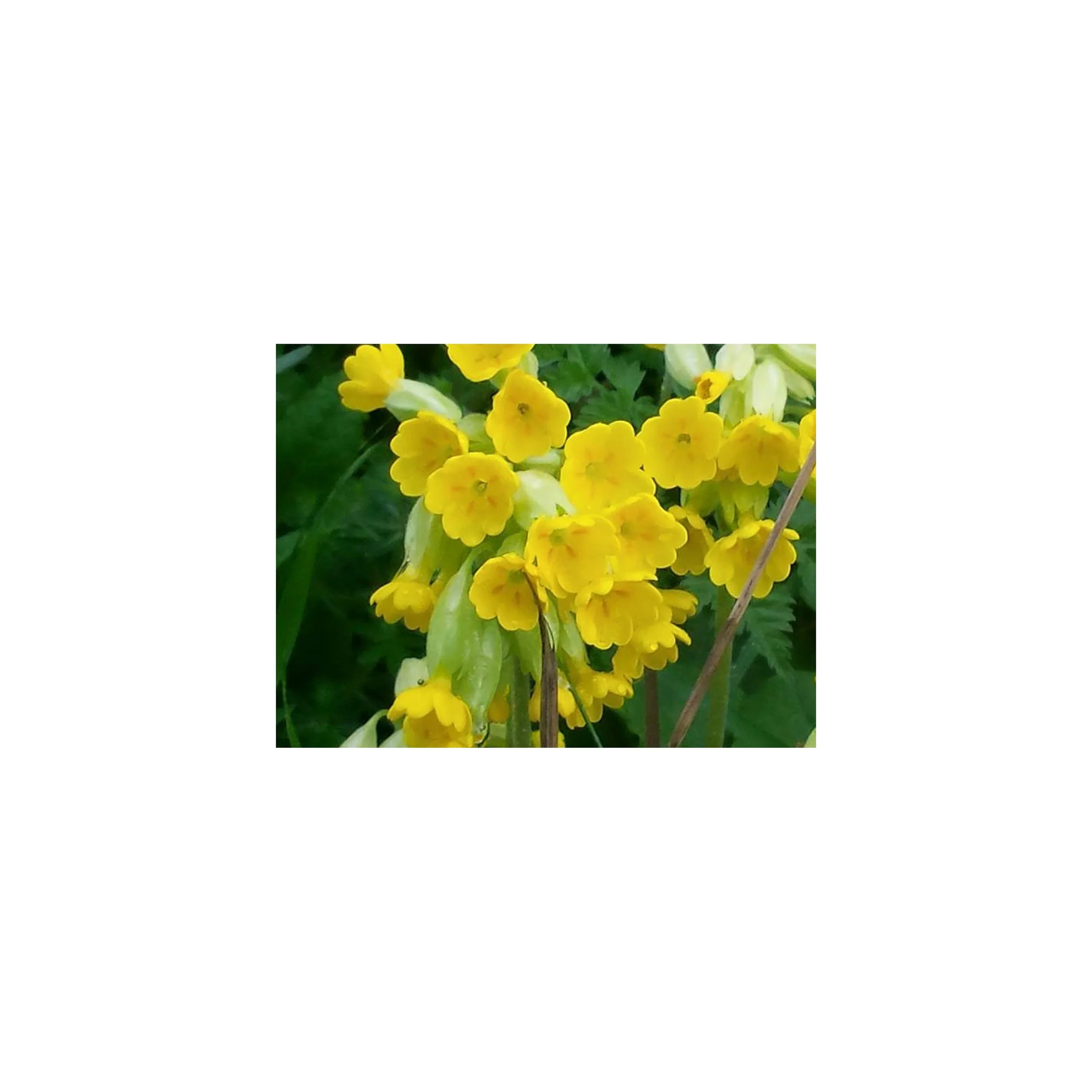 Flower Essence- Cowslip