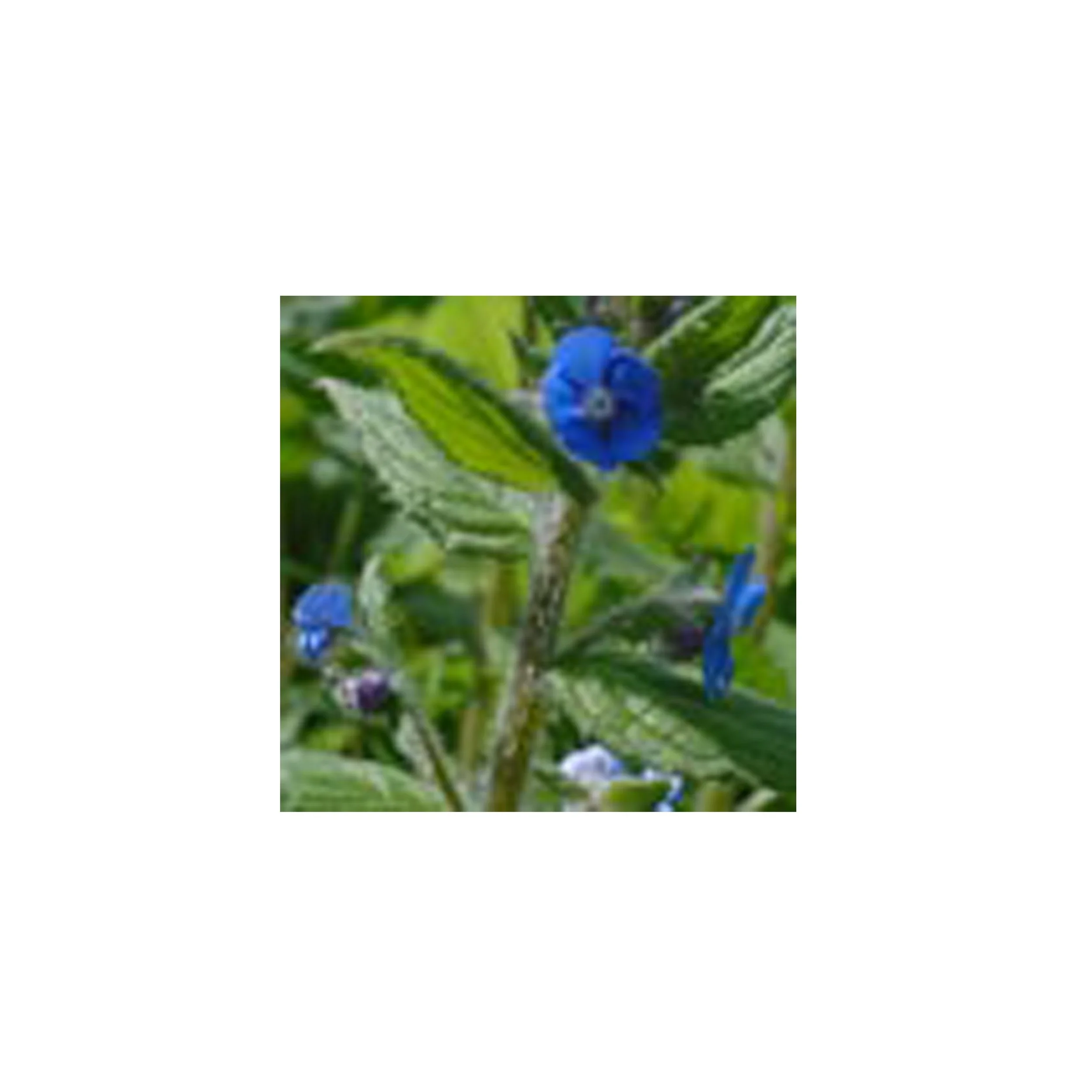 Flower Essence- Alkanet