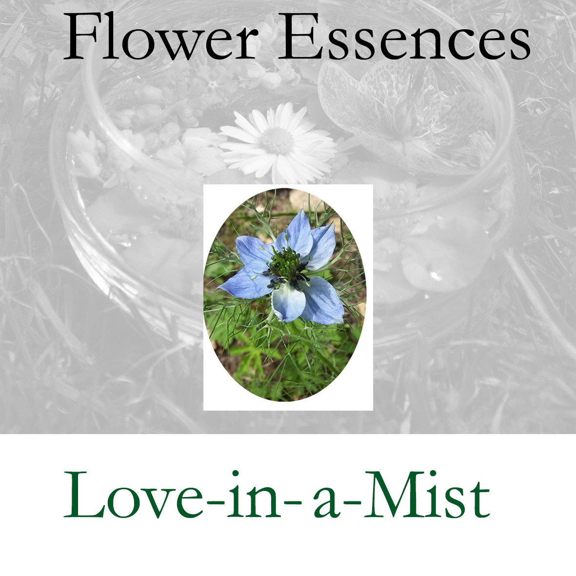 Flower Essence- Love-In-A-Mist