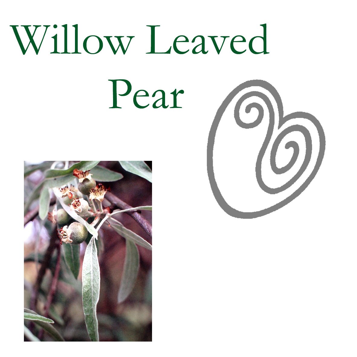 Tree Flower - Willow Leaved Pear