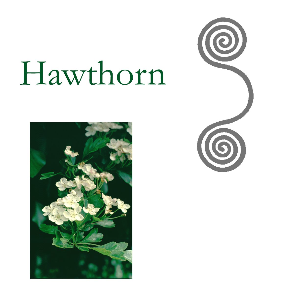 Tree Flower - Hawthorn