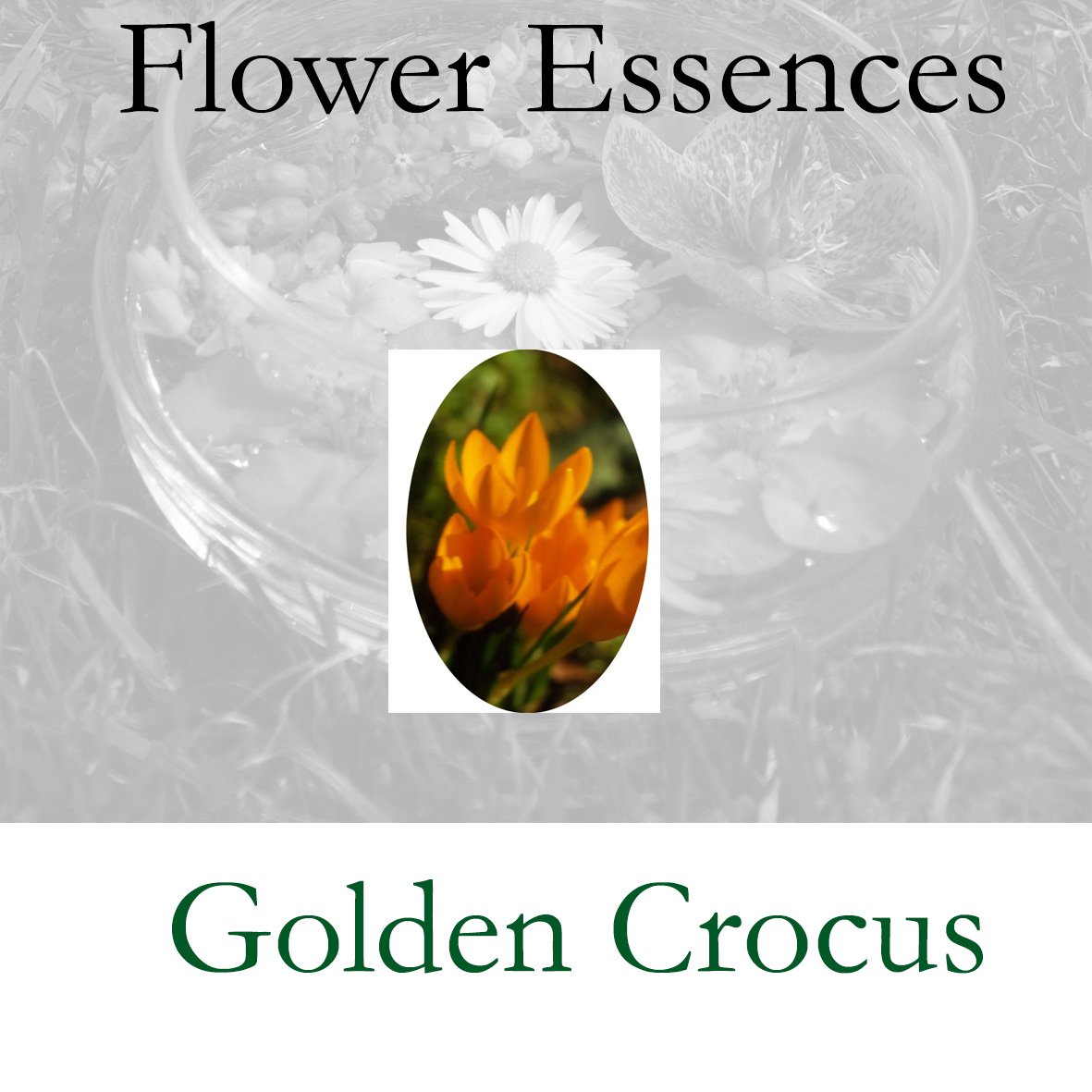 Flower Essence- Golden Crocus