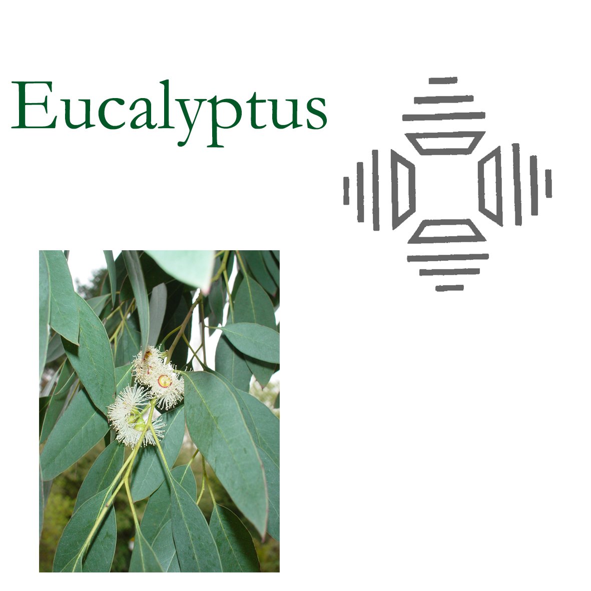 Tree Flower - Eucalyptus