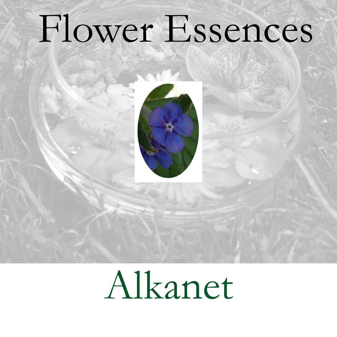Alkanet.jpg