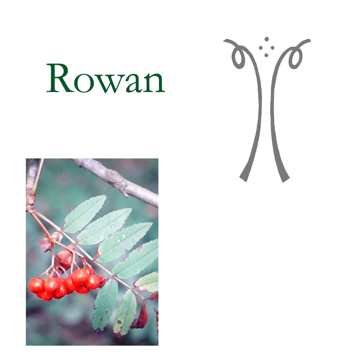 Tree Flower - Rowan