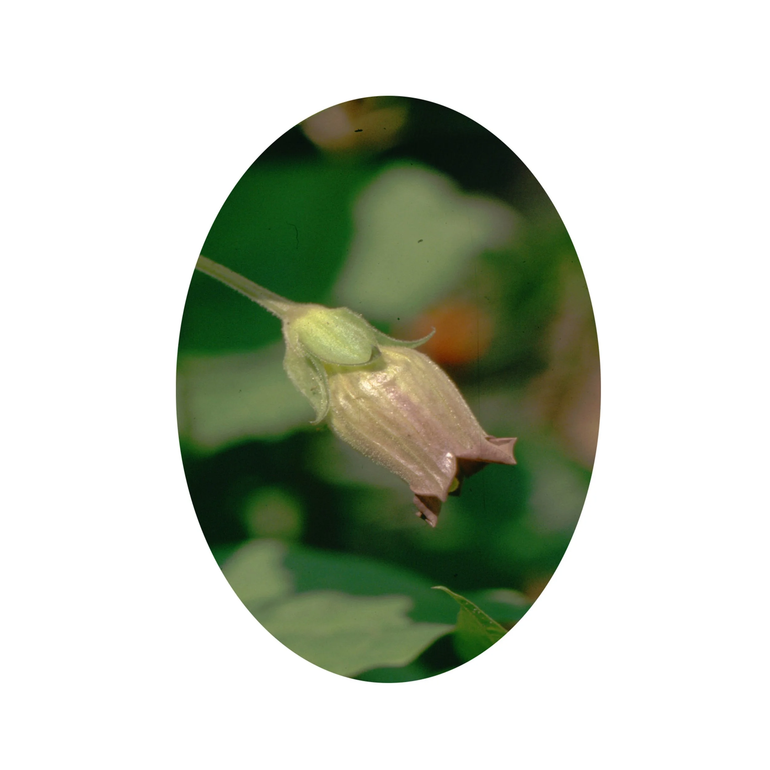 Flower Essence- Belladonna