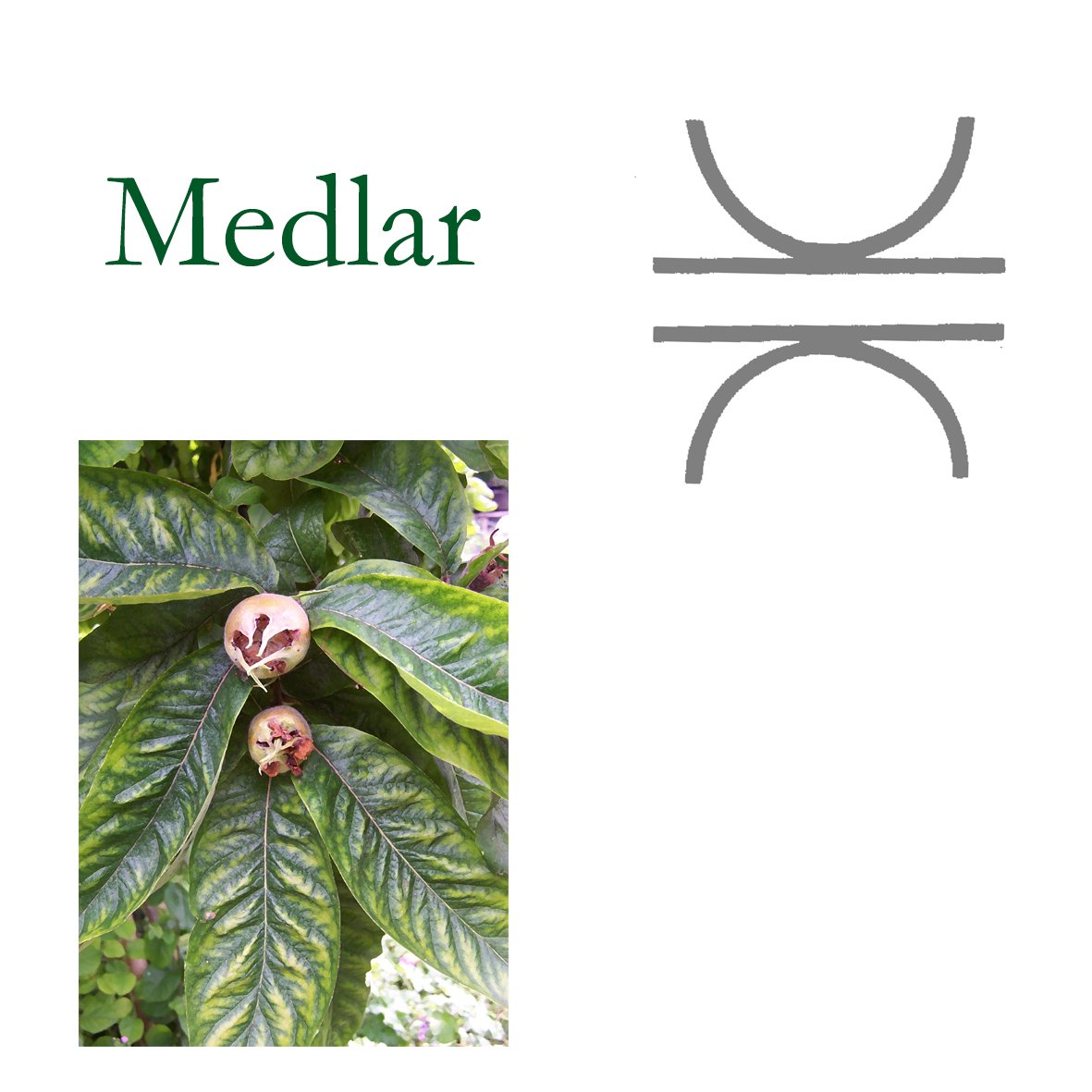 Tree Flower - Medlar