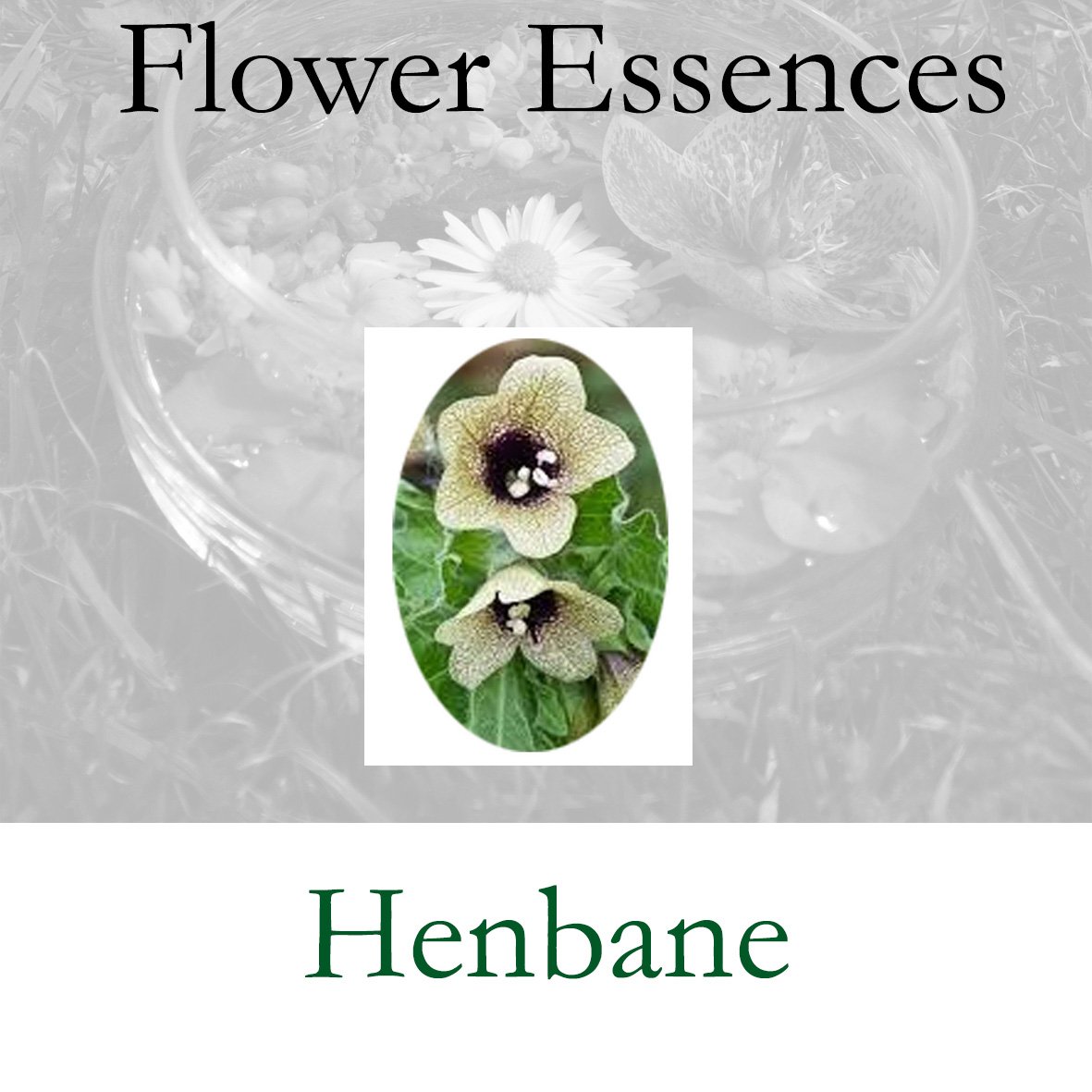 Flower Essence- Henbane
