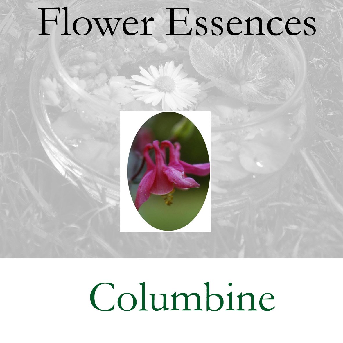Flower Essence- Columbine