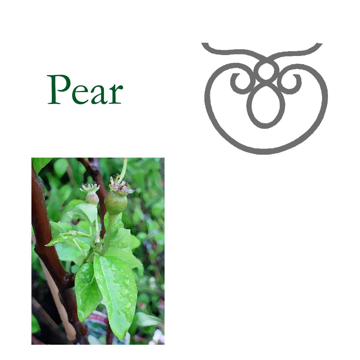 Tree Flower - Pear
