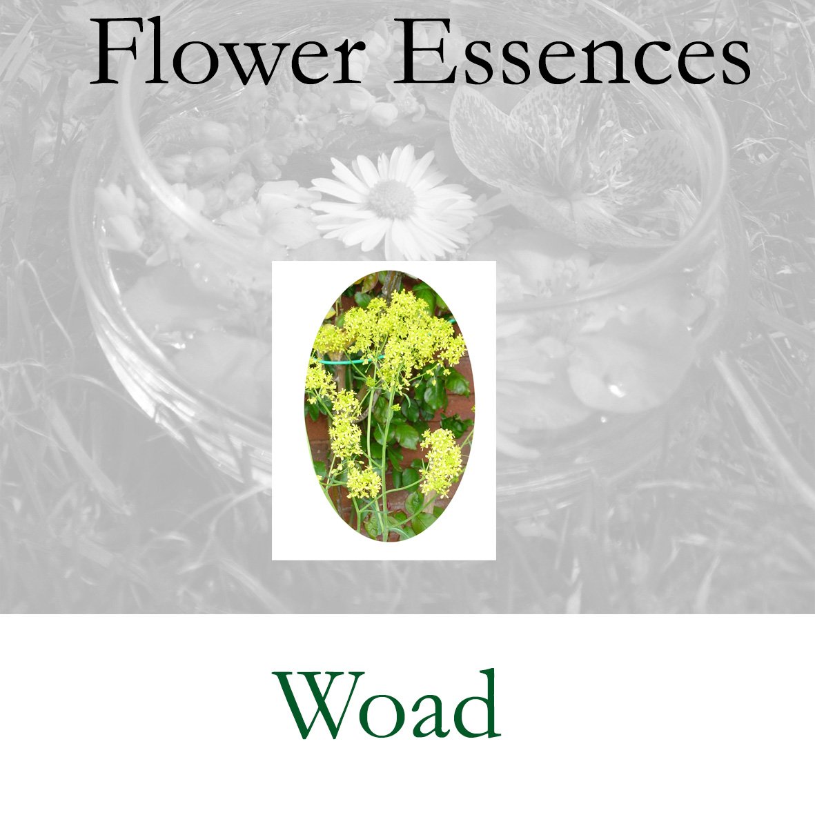Flower Essence- Woad
