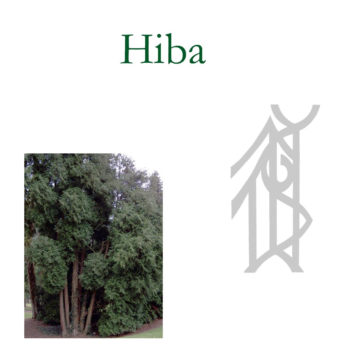Japanese Tree Flower Essences - Hiba