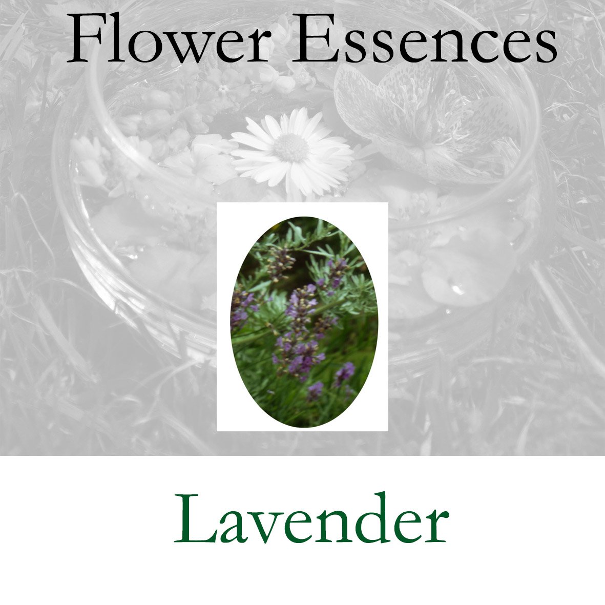 Flower Essence- Lavender
