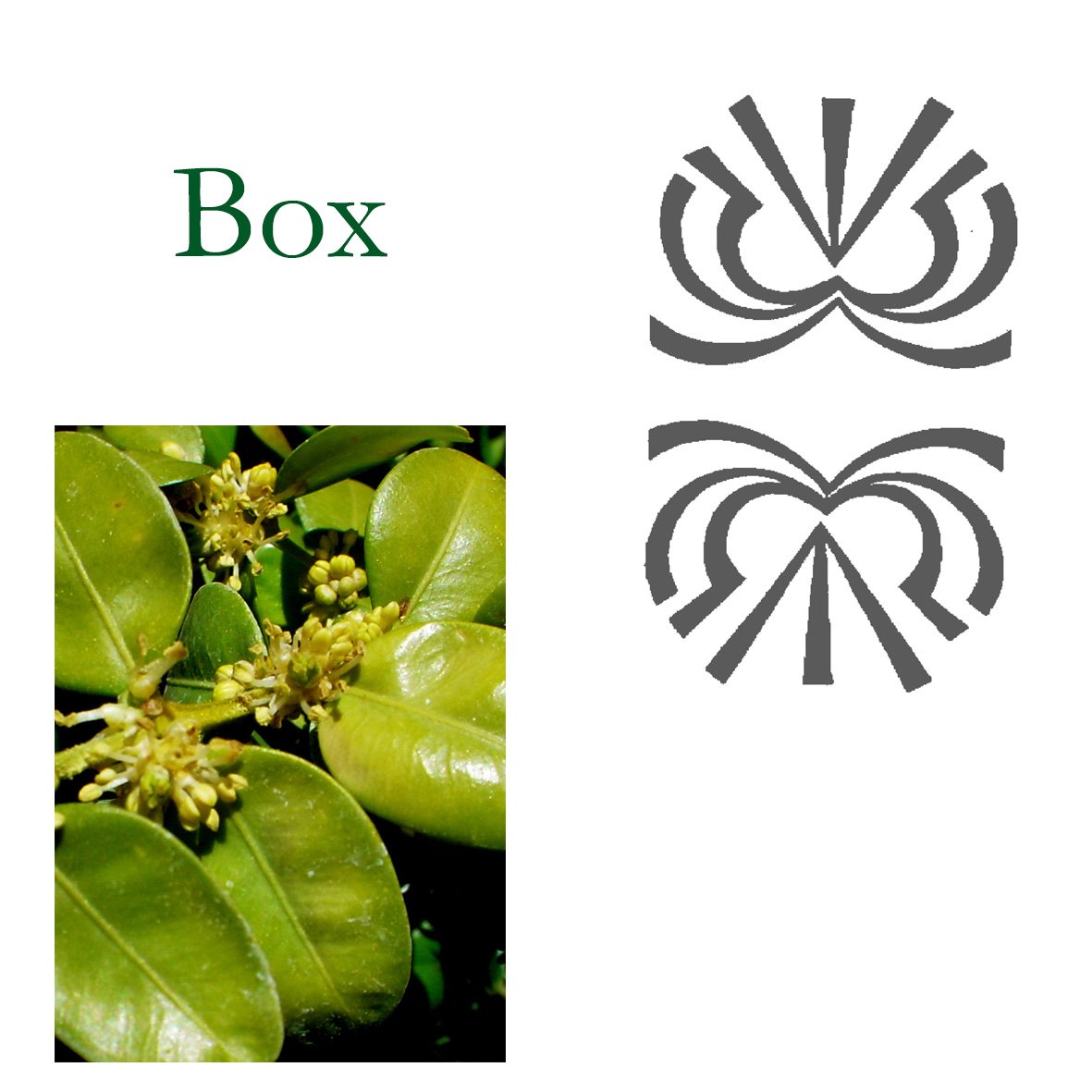 Tree Flower - Box