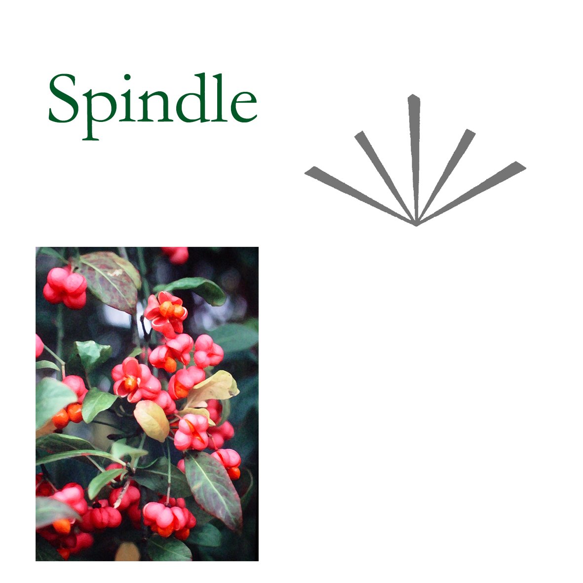 Tree Flower - Spindle