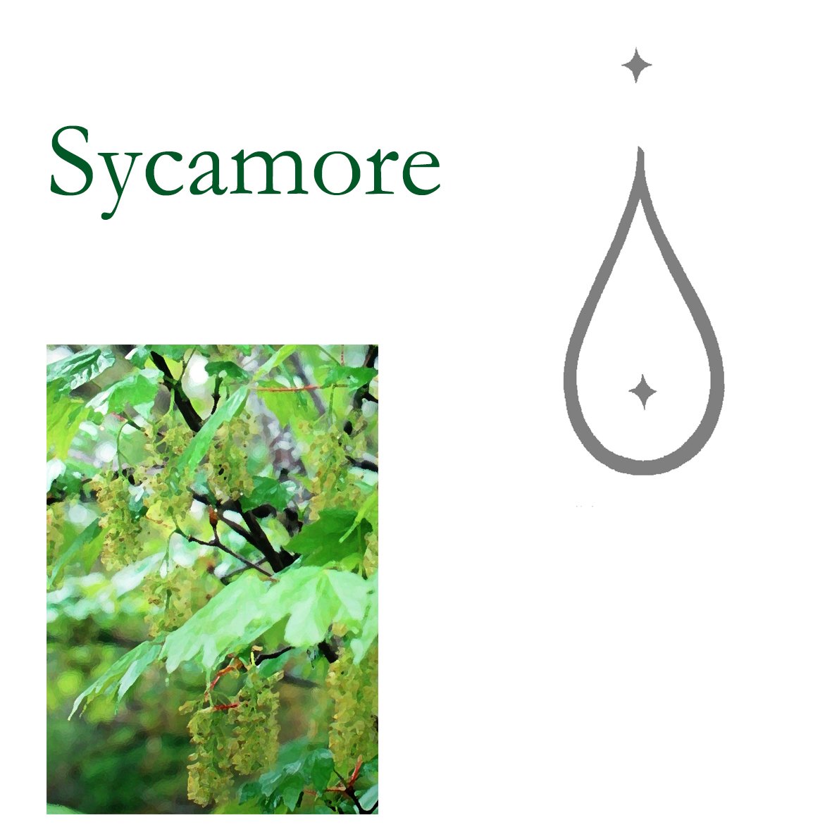 Tree Flower - Sycamore