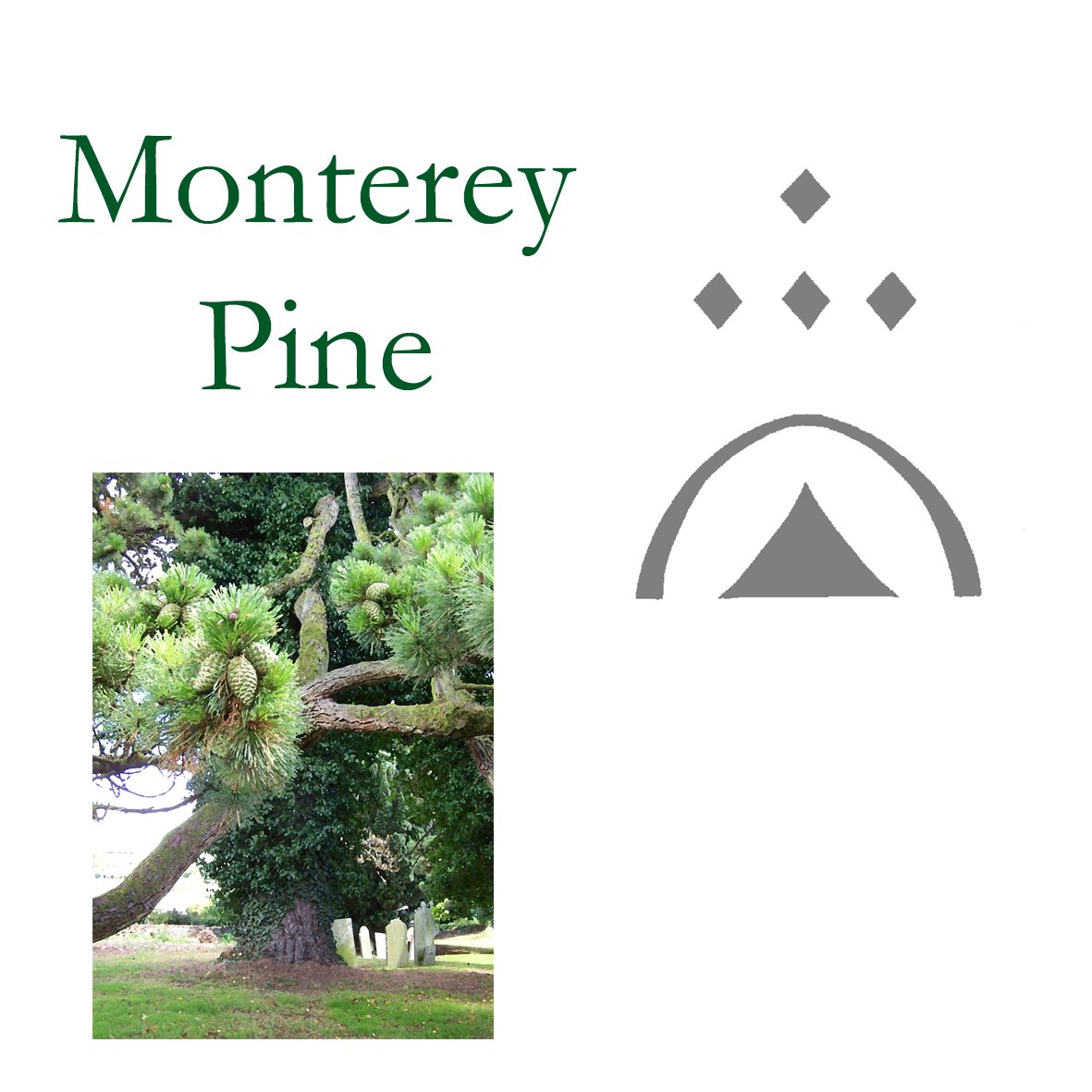 Tree Flower - Monterey Pine