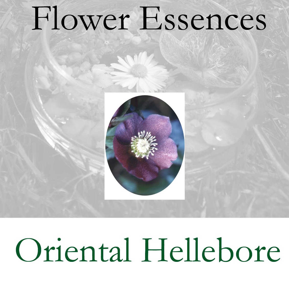 Flower Essence- Oriental Hellebore