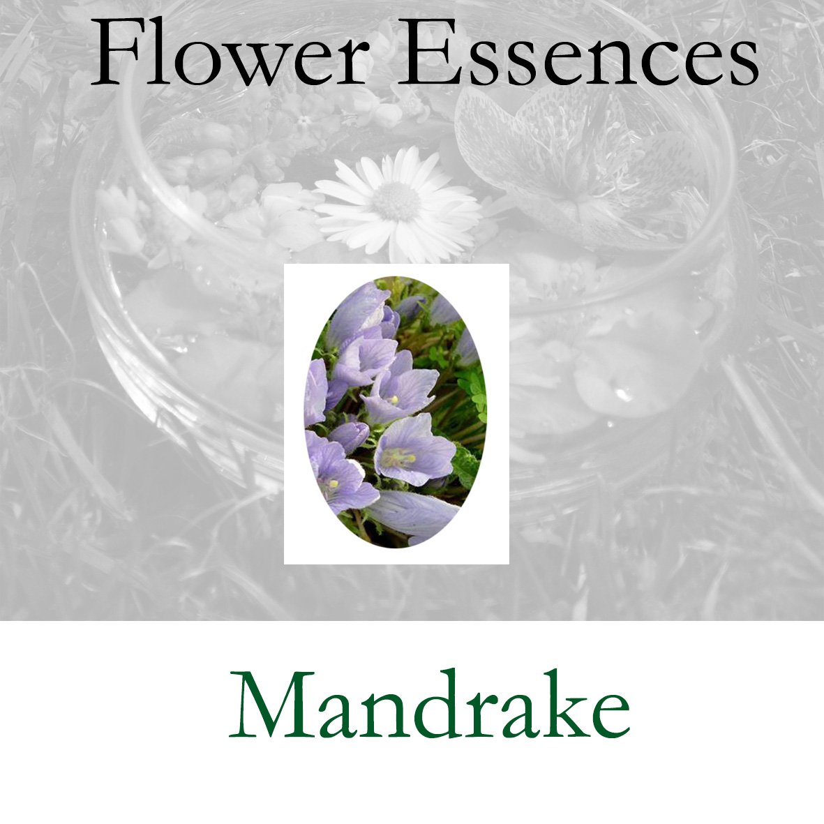 Flower Essence- Mandrake