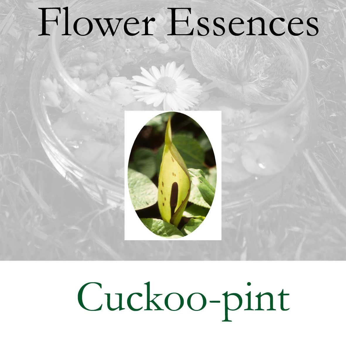 Flower Essence- Cuckoo-Pint