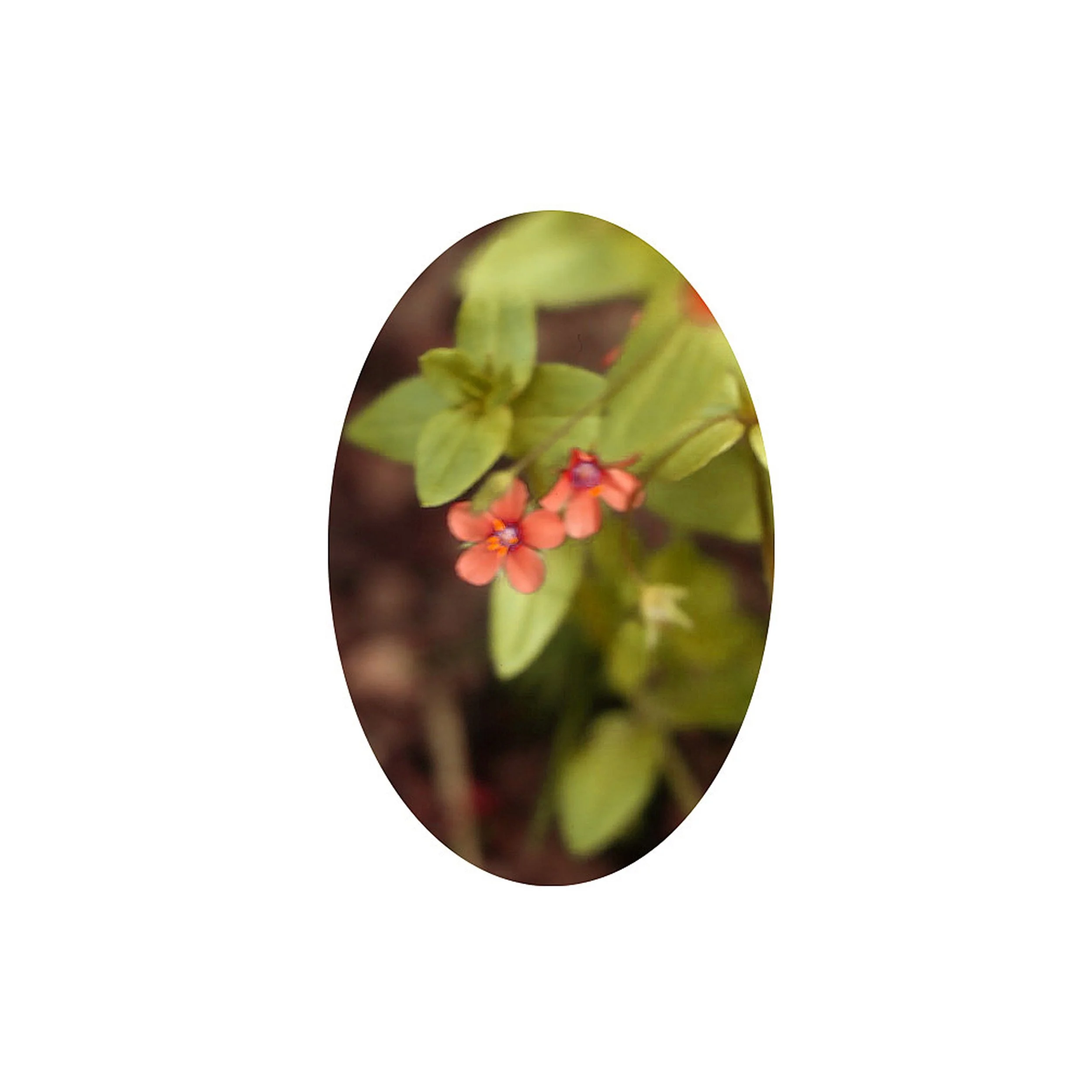 Flower Essence- Scarlet Pimpernel