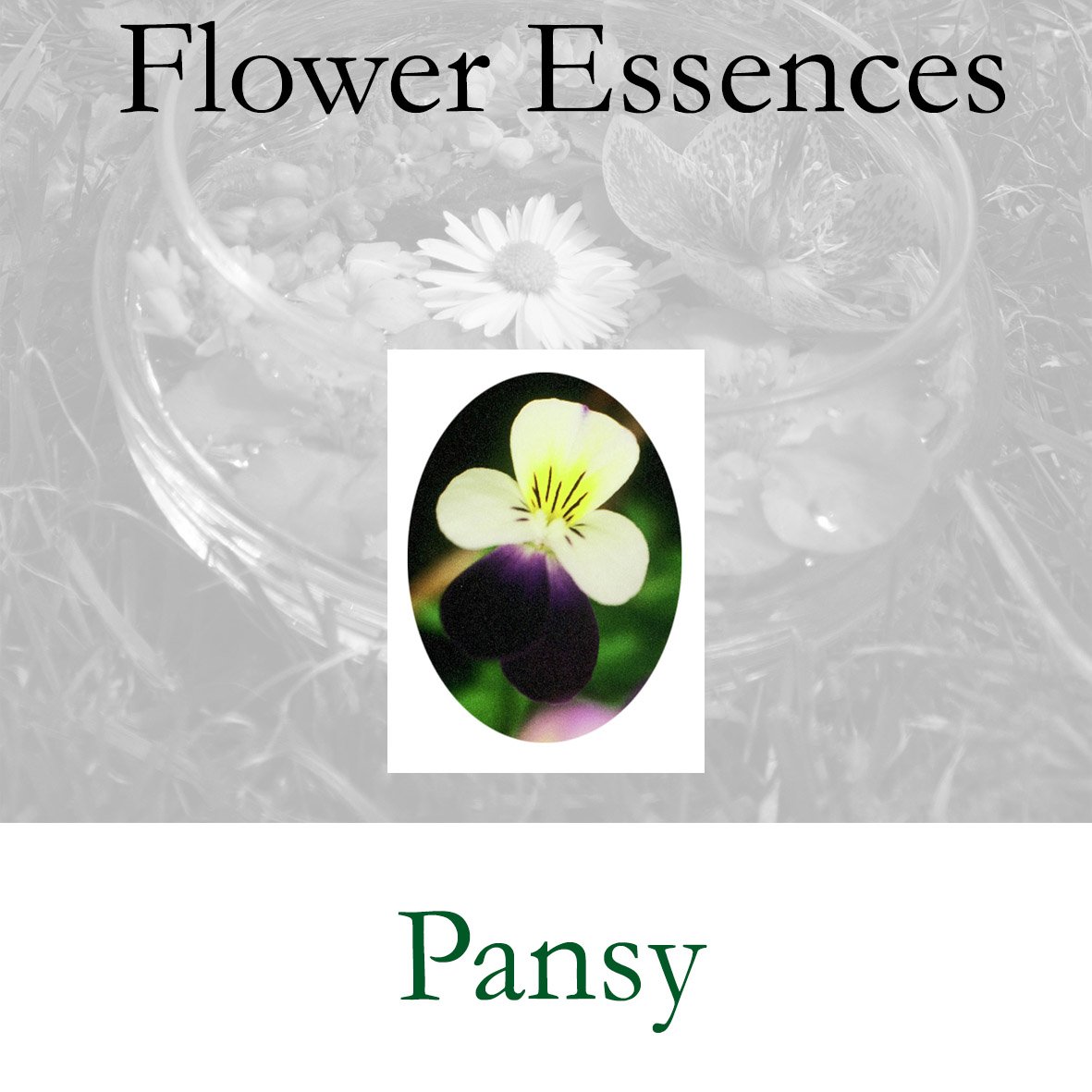 Flower Essence- Pansy