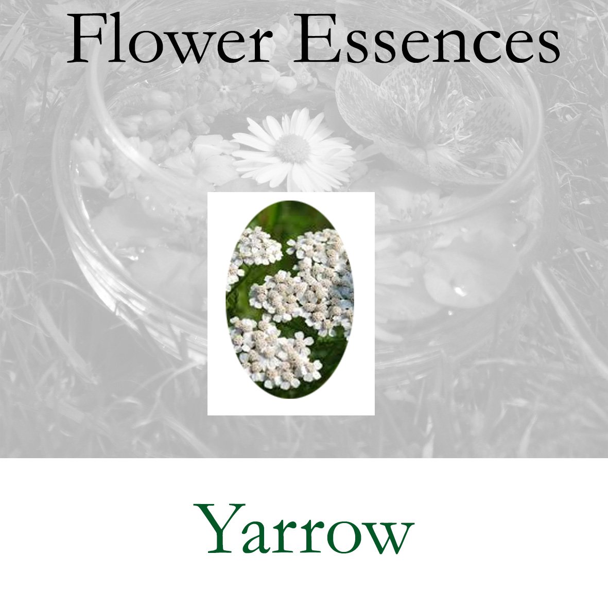 Flower Essence- Yarrow
