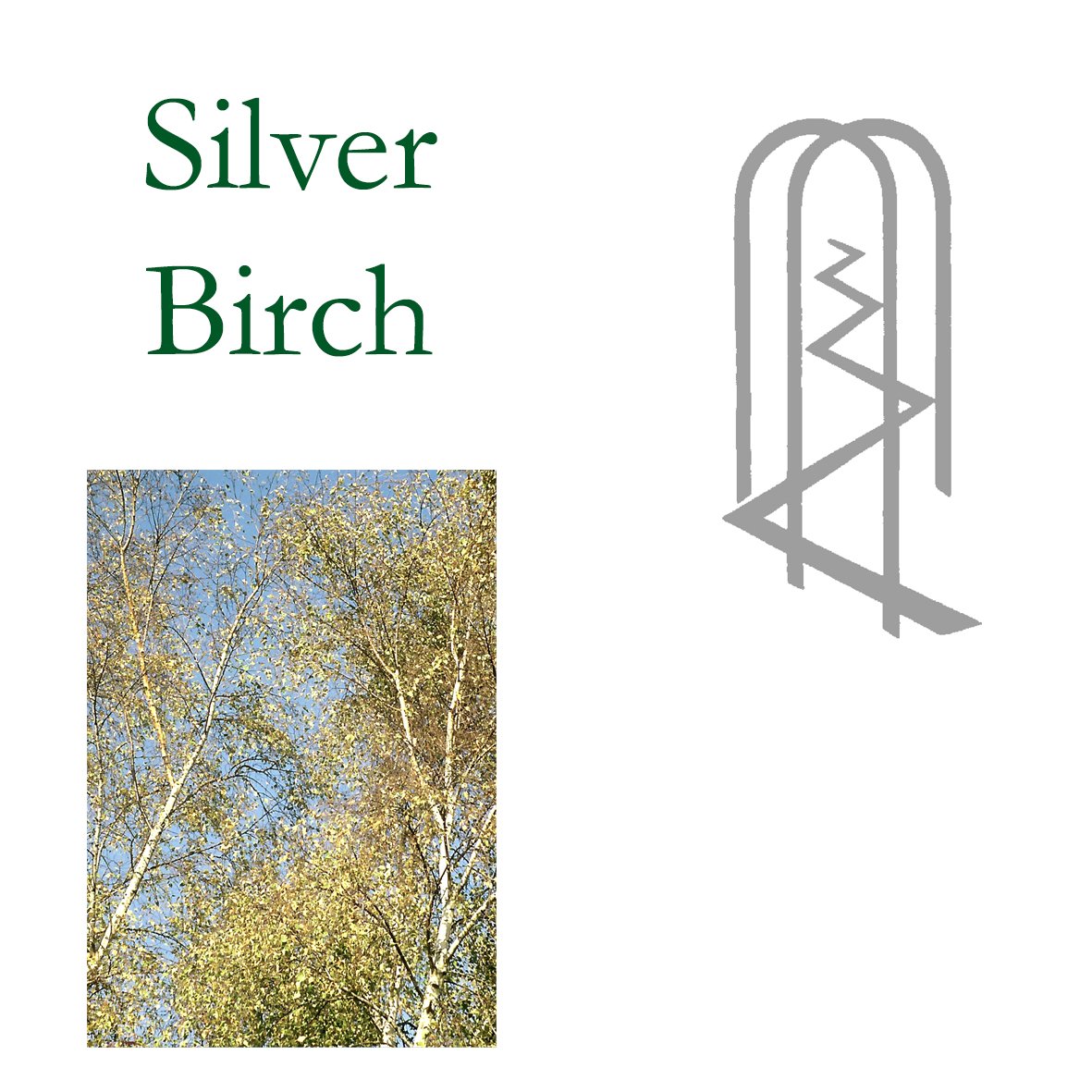 Tree Flower - Silver Birch