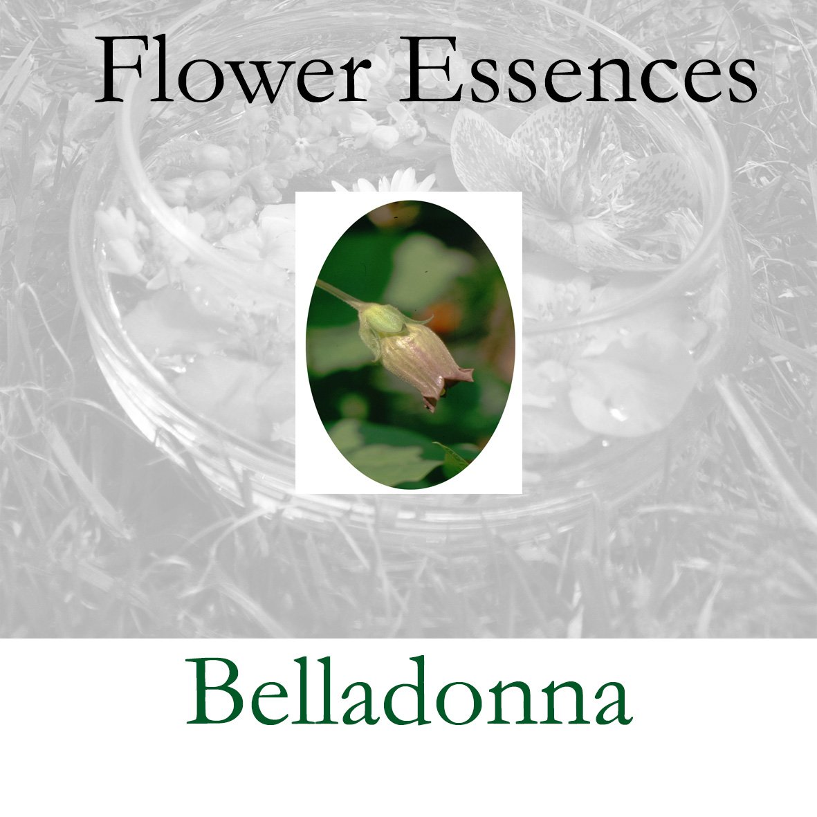 Belladonna.jpg