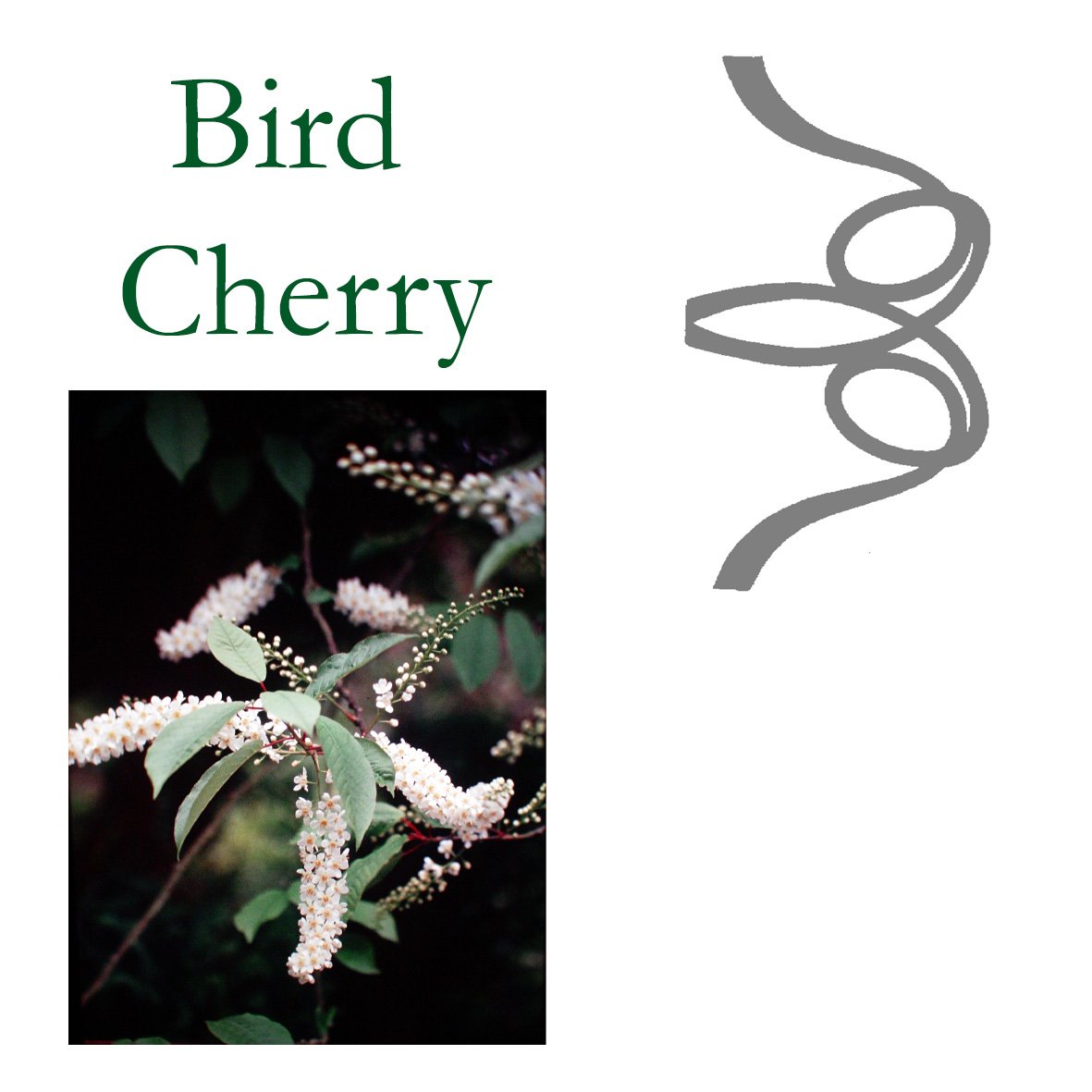 Tree Flower - Bird Cherry
