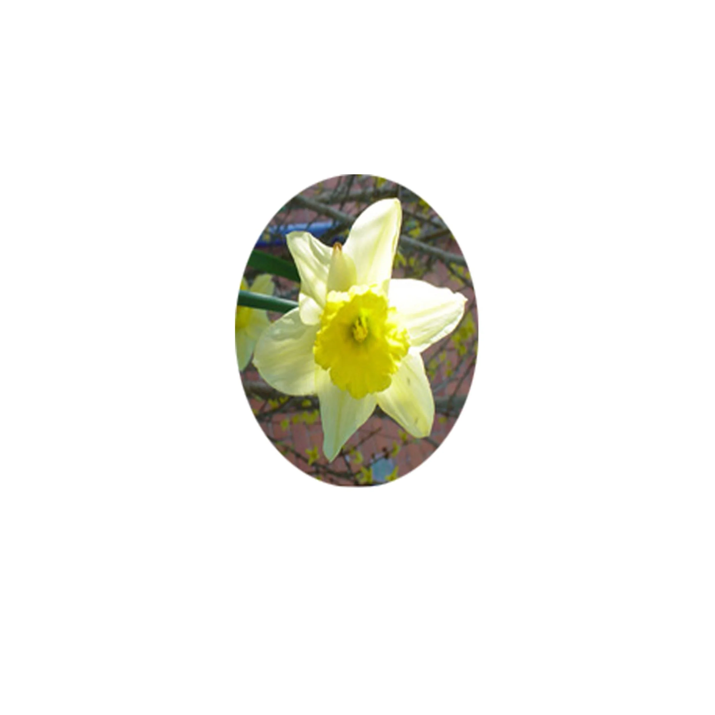 Flower Essence- Daffodil