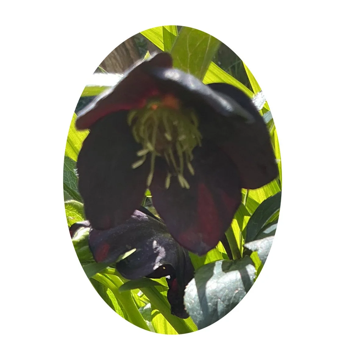 Flower Essence- Black Hellebore
