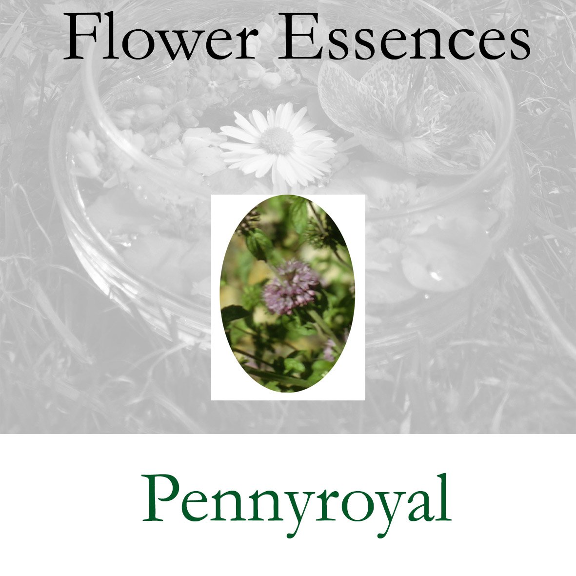 Flower Essence- Pennyroyal
