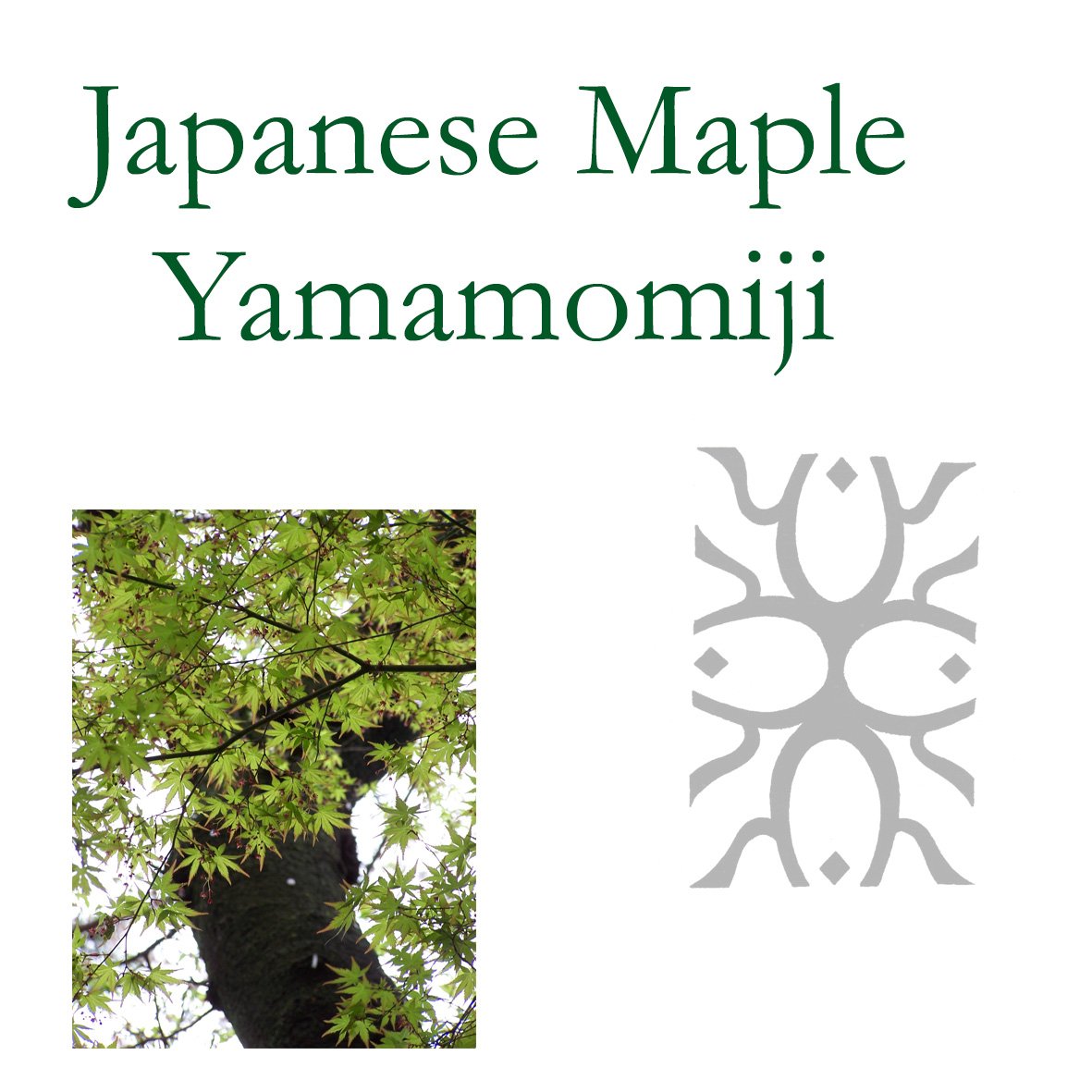 JapMaple.jpg