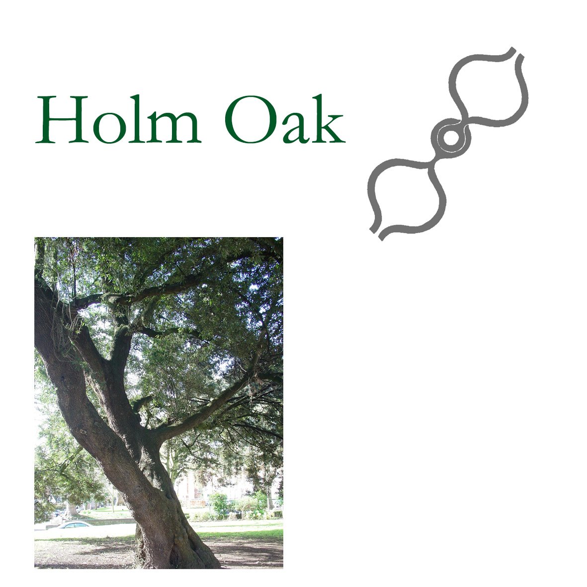 Tree Flower - Holm Oak