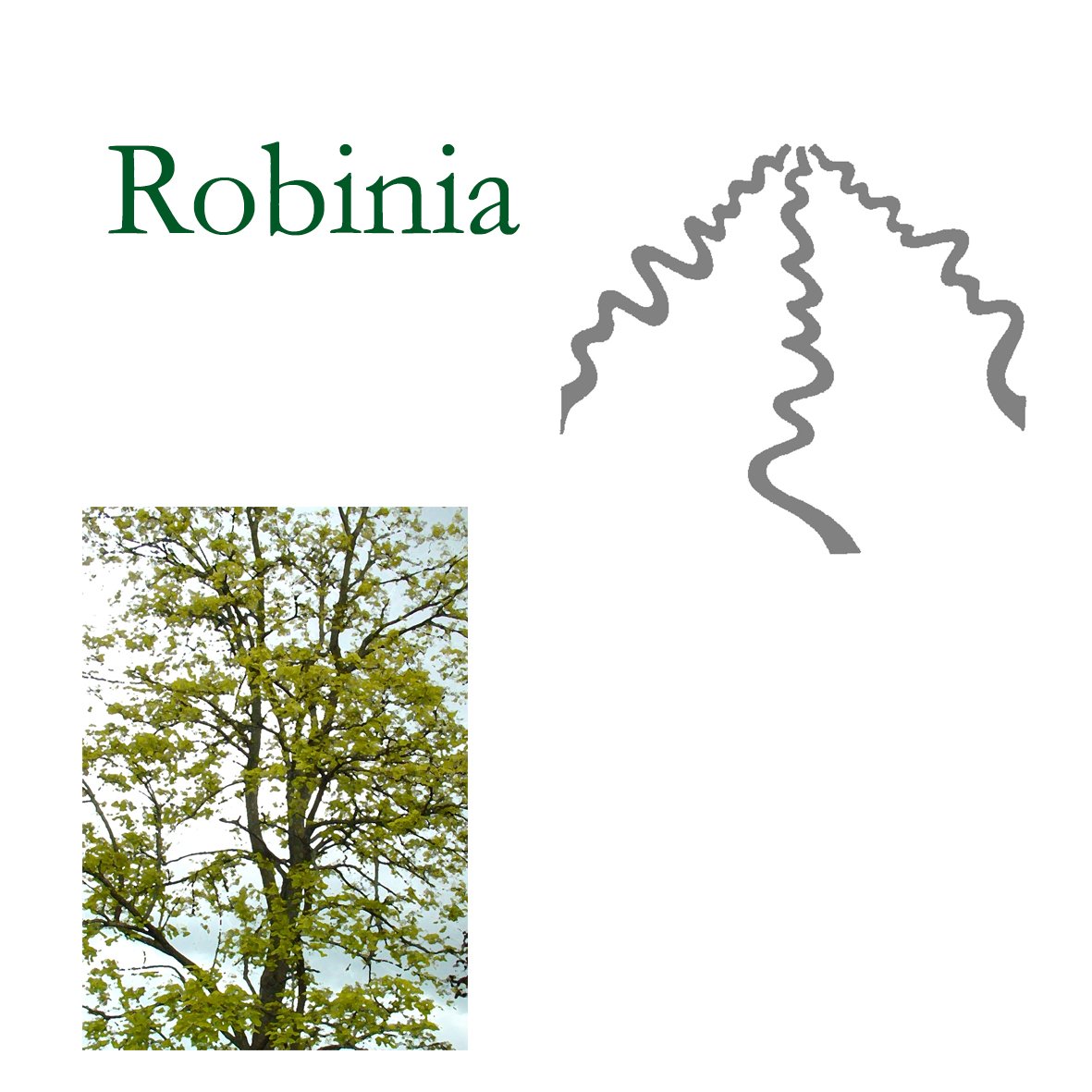 Tree Flower - Robinia