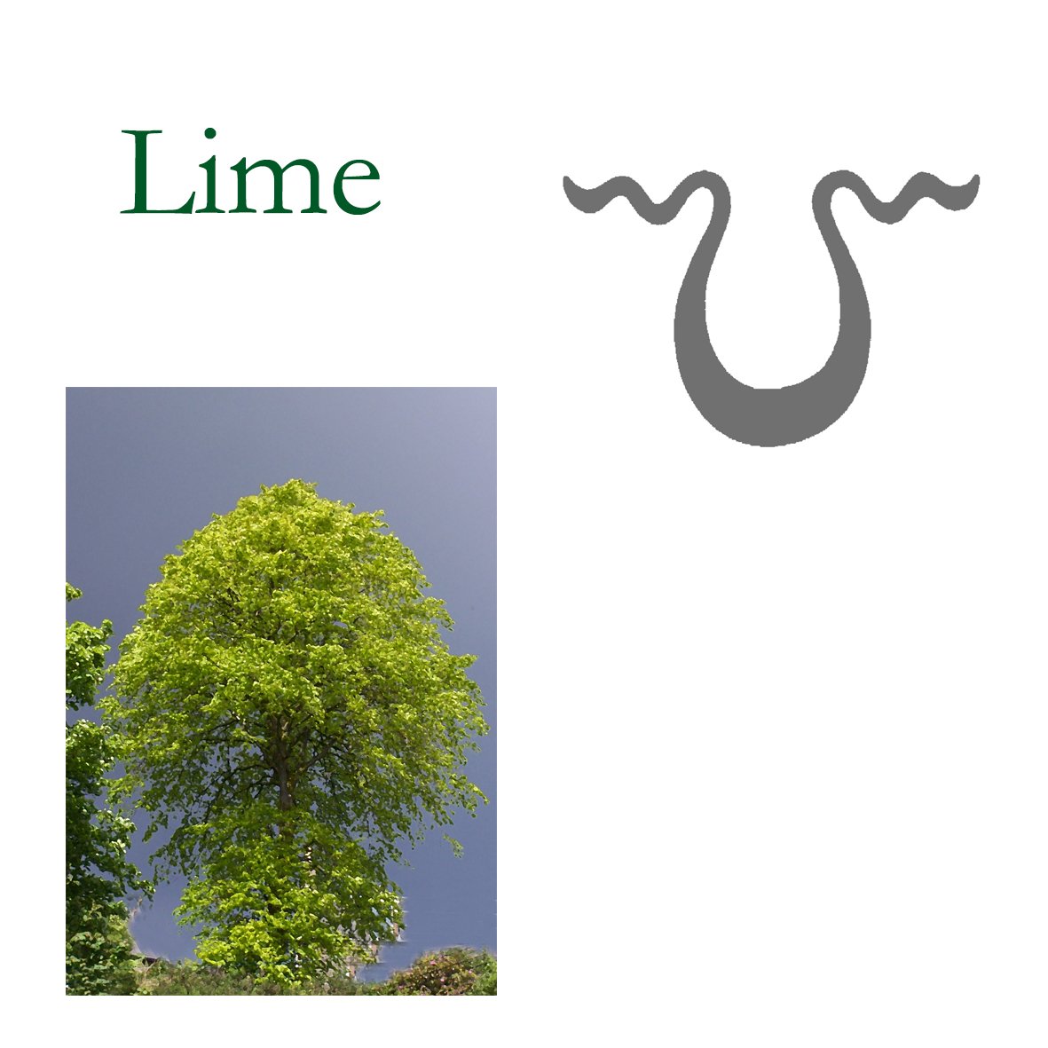 Tree Flower - Lime/ Linden