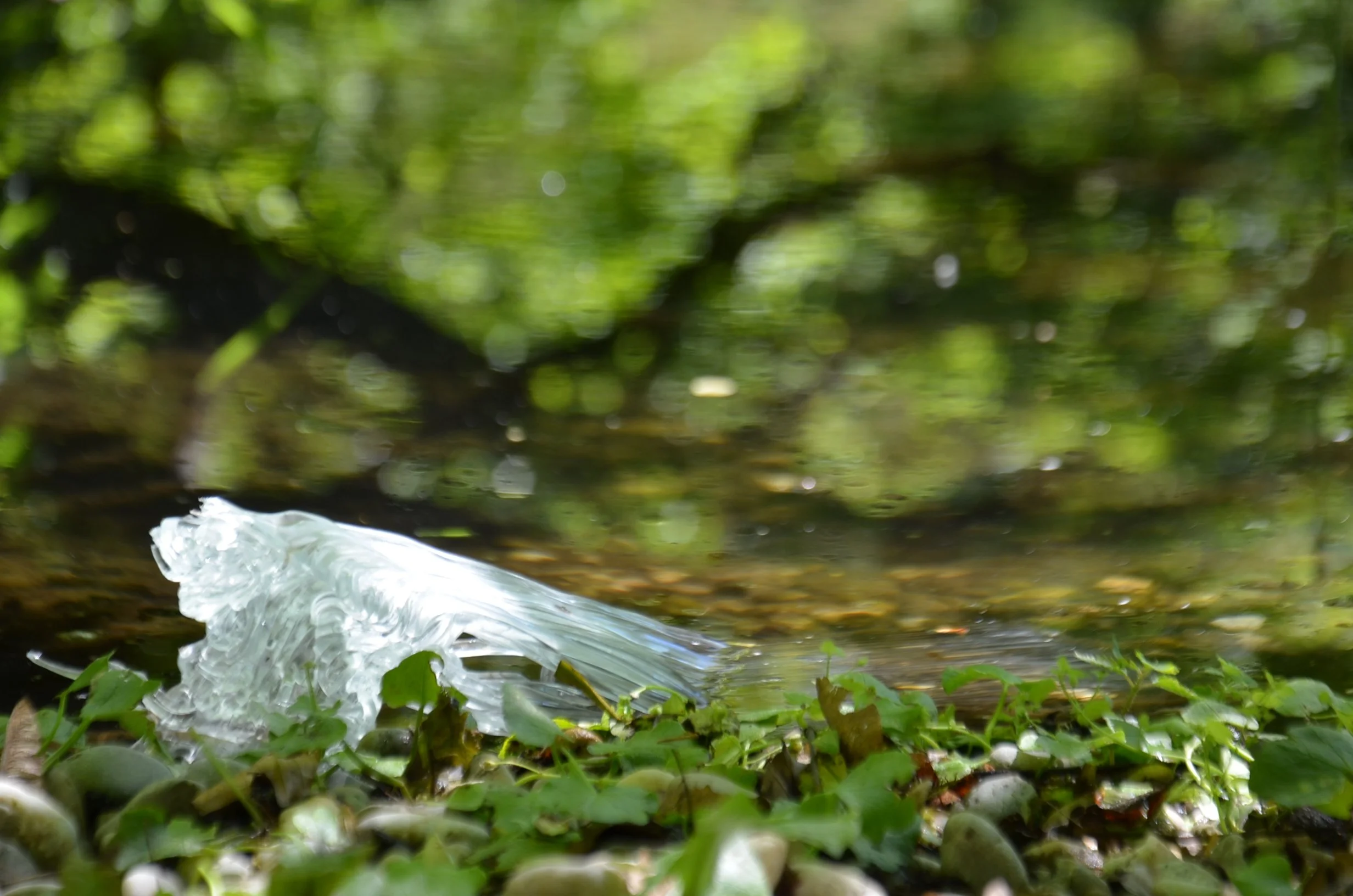 DSC_1184.JPG