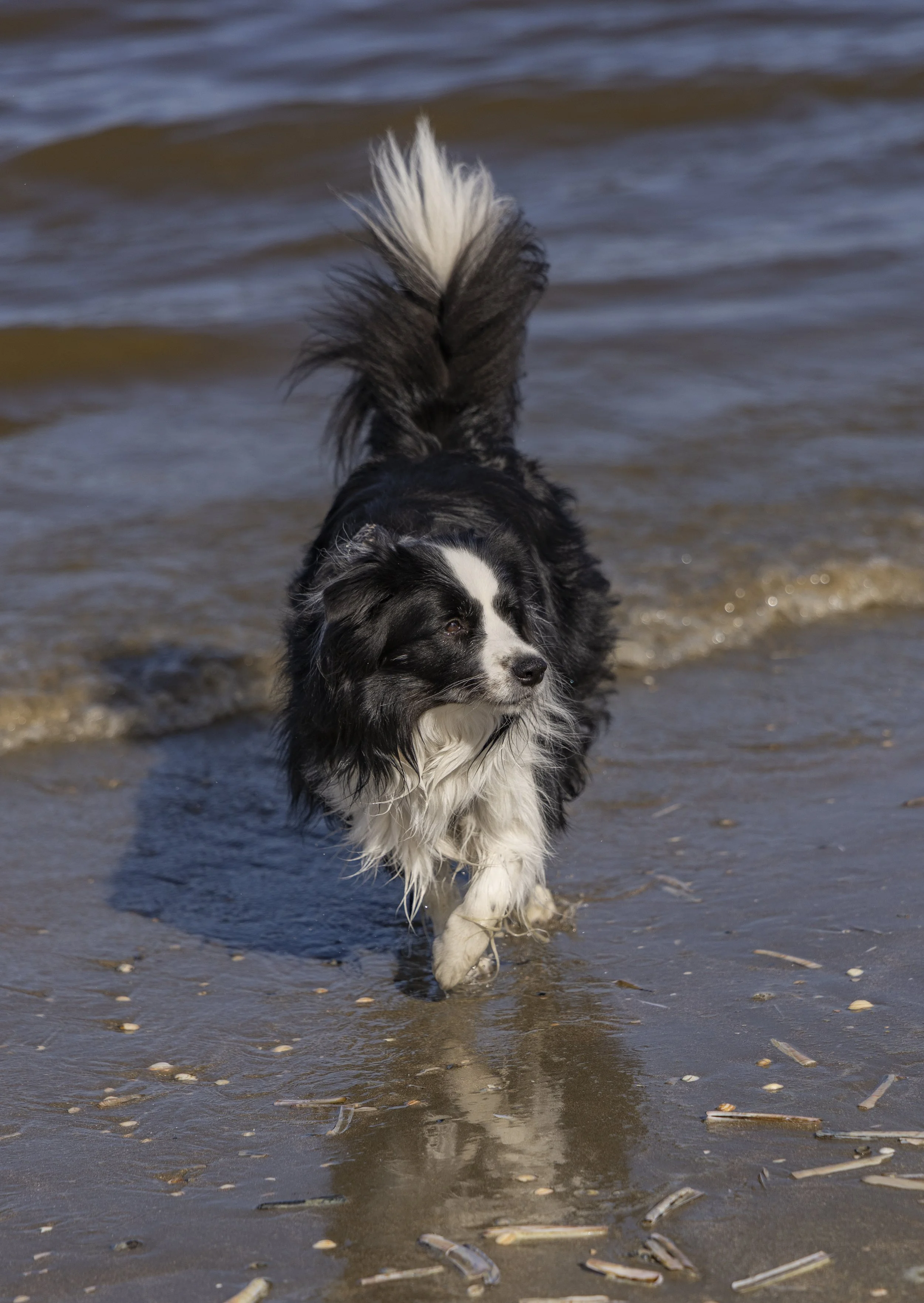 Animal / Pet Photography