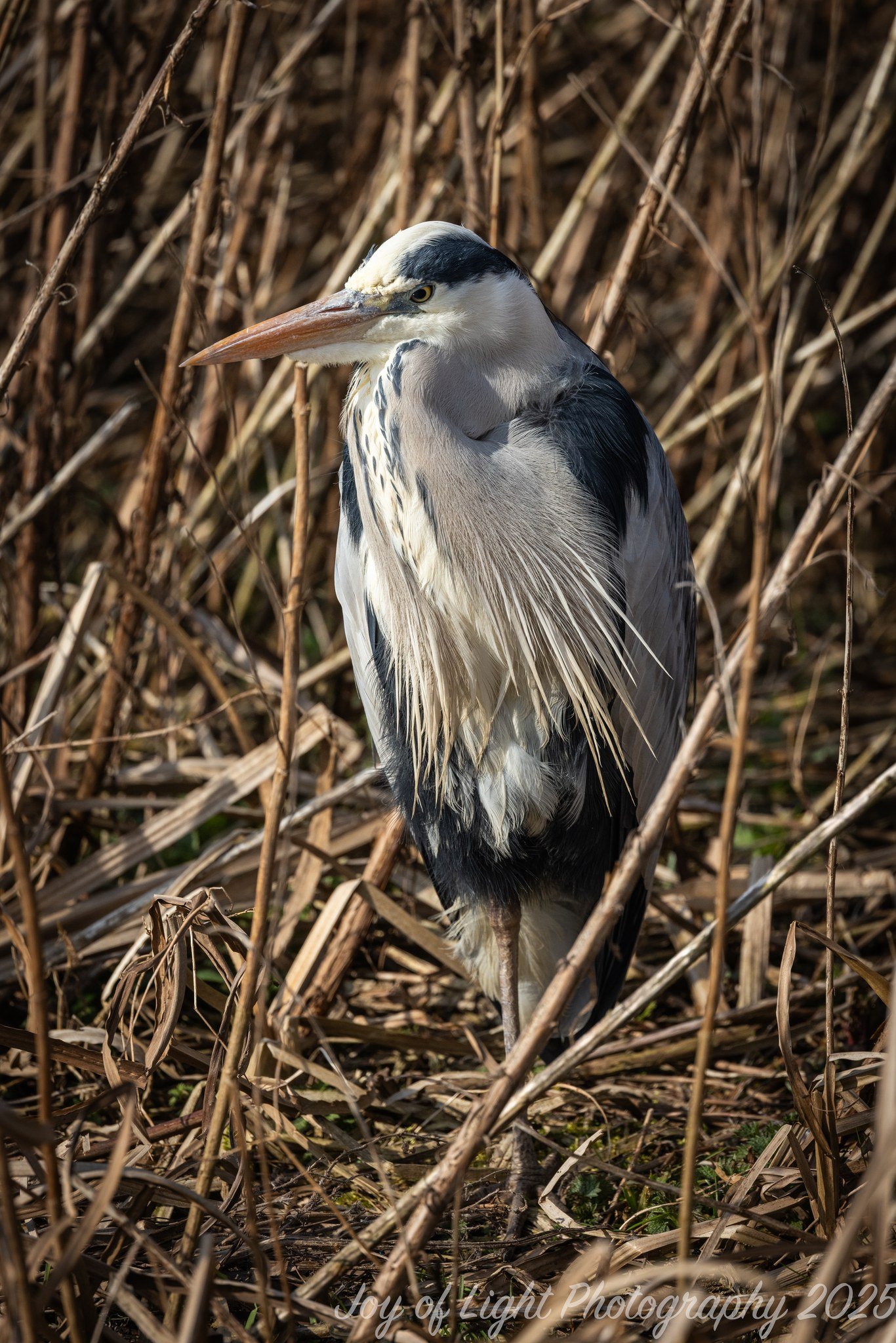 Blue Heron