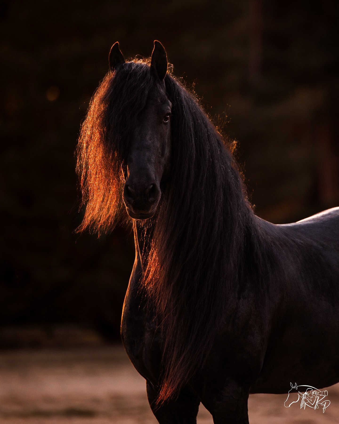 When he looks straight through the lens and into your soul. 🖤

📸 &copy;Kirsty Pasto, all rights reserved.

#EquestrianMedia #PR #KirstyPastoMedia #BlackStallion