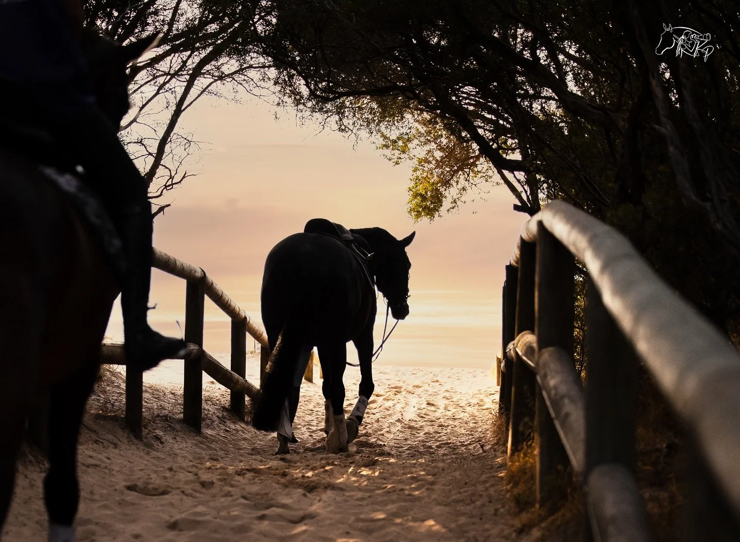 Dreaming of sandy beaches and a summer breeze! 🐚

📸 @kirsty_pasto - pictured Samantha Bray Dressage and her beautiful HV Dutchess at Balnarring Beach, Australia. 

#KirstyPastoMedia