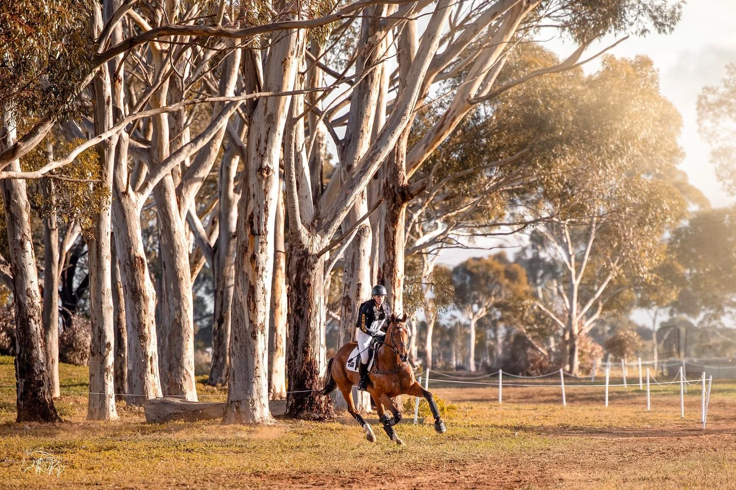 There&rsquo;s just something special about gumtrees and golden light. Feels like home! 🦘 

I&rsquo;ll be taking on a very limited number of content shoots in December and January. If you&rsquo;d like to book a session, now&rsquo;s the time! 📆 

📸 