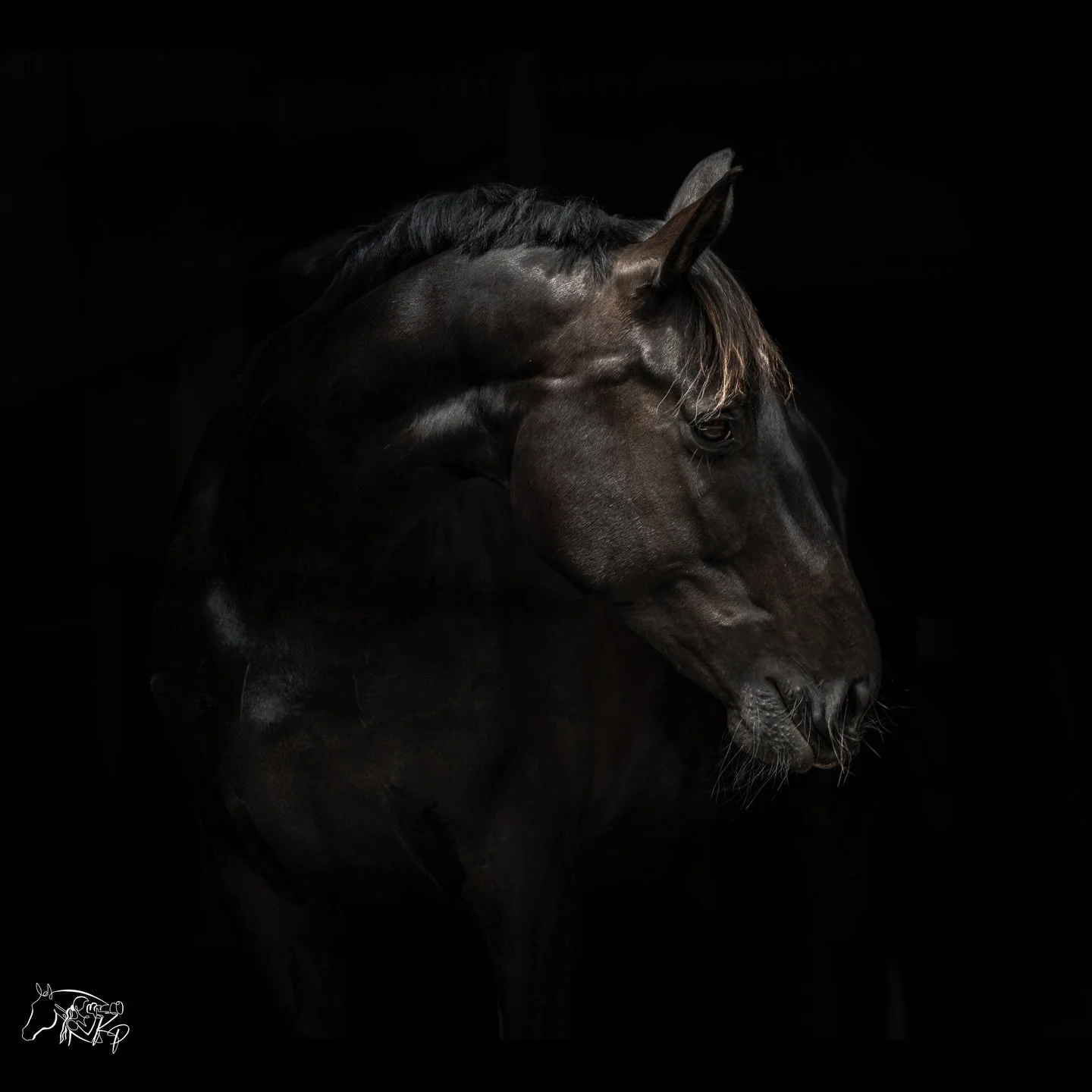 Black Beauty. 🖤

Happy Birthday to the stunning HV Dutchess. 🎂

I had the pleasure of photographing this beautiful Advanced mare for @samanthabraydressage. I&rsquo;ve followed her journey from breaker to dressage dynamo and she just keeps getting b