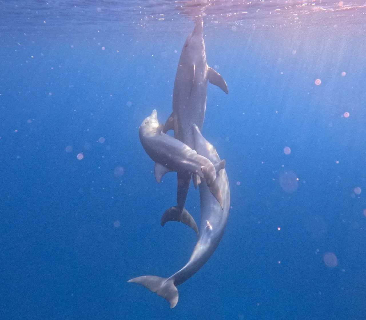 Mehrere Delfine schwimmen im Wasser, sichtbar von unten, mit blauer Wasserumgebung und kleinen Bläschen.