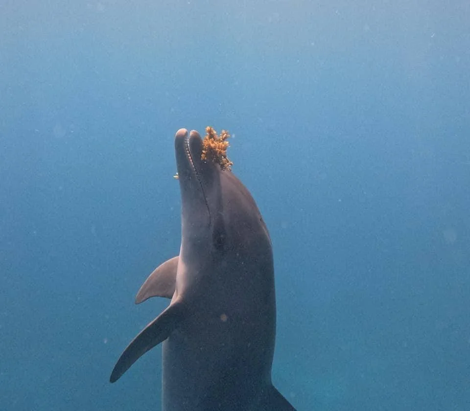 Ein Delfin schwimmt im Meer und trägt Anemonen auf seiner Schnauze.